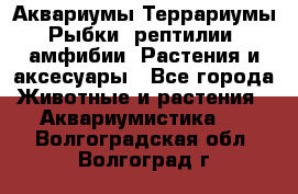 Аквариумы.Террариумы.Рыбки, рептилии, амфибии. Растения и аксесуары - Все города Животные и растения » Аквариумистика   . Волгоградская обл.,Волгоград г.